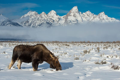 Moose on snow covered field against snowcapped mountains