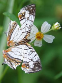 Close-up of butterfly pollinating on flower