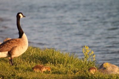 Canada goose and gosling on grassy field by lake