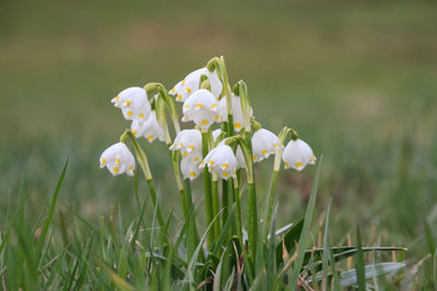 Close-up of white flowering plant on field