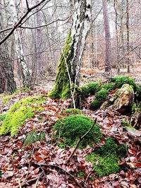 Trees in forest during autumn