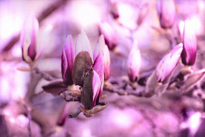 Close-up of pink flowering plant