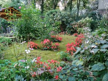 Flowering plants in garden