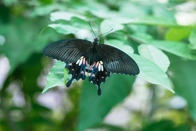 Close-up of butterfly pollinating flower