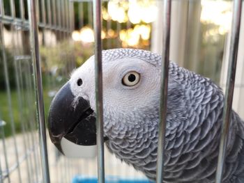 Close-up of parrot in cage