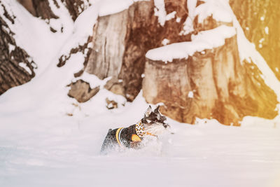 Dog running on snow covered field