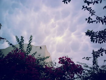 Low angle view of flower tree against sky