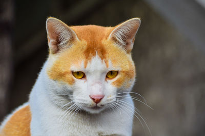 Close-up portrait of cat