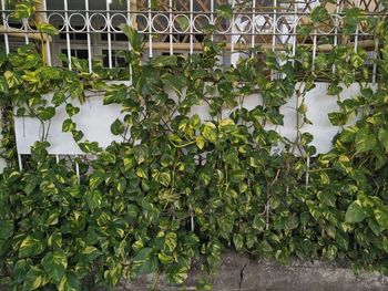 Plants growing on field