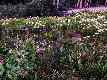 Purple flowers growing in field