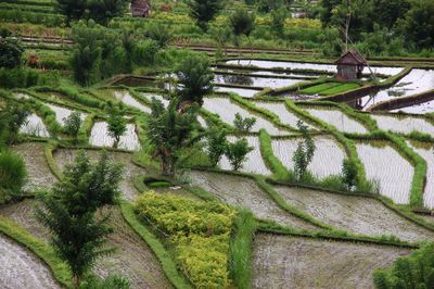 High angle view of rice field