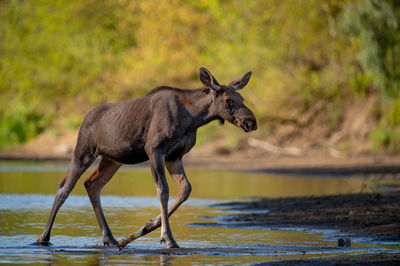Close-up of deer standing in lake