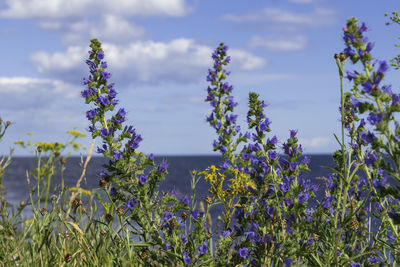 Close-up of purple flowering plants on field against sky