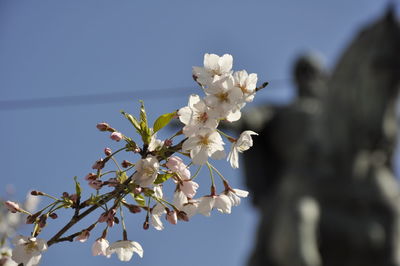 Low angle view of cherry blossoms against sky