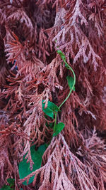 Close-up of rope tied on plant