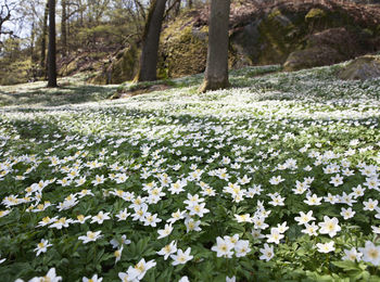 Anemones in woodland