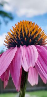 Close-up of pink flower