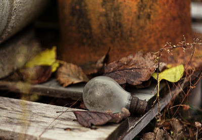 Close-up of leaves on wood