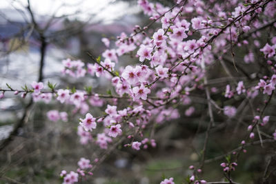 Close-up of cherry blossom