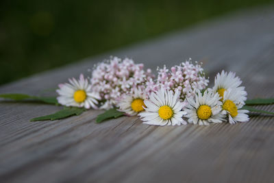 Close-up of daisy flowers on table