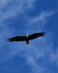 Low angle view of eagle flying against sky