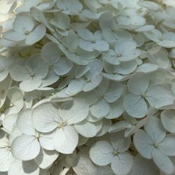 Full frame shot of white hydrangea