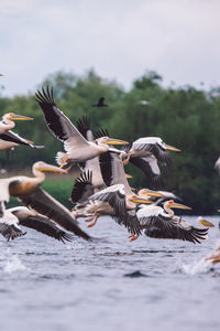 Pelicans flying over a lake