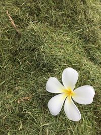 Close-up of frangipani on grassy field