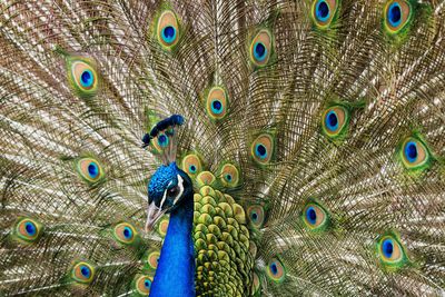 Full frame shot of peacock