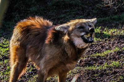 Lion on field