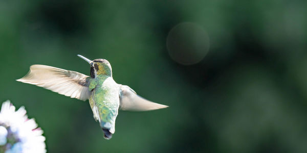 Close-up of a bird flying