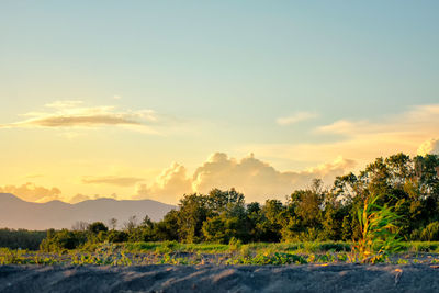 Scenic view of trees against sky during sunset