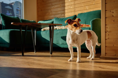 Side view of dog standing in gym