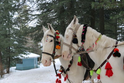 Horse on snow covered landscape