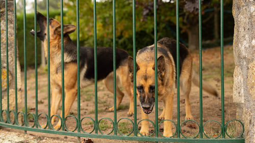 Two dogs watch