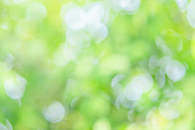 Full frame shot of plants