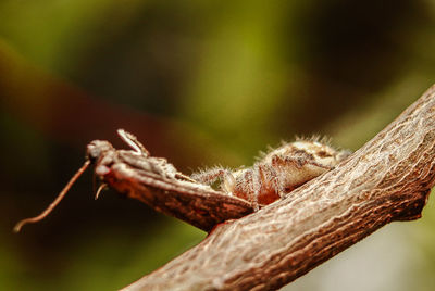 Close-up of insect on tree