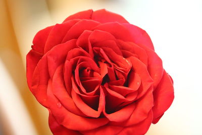 Close-up of red rose against white background