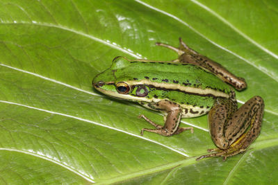 Close-up of insect on leaf