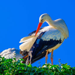 Low angle view of bird against blue sky