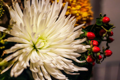 Close-up of flowers