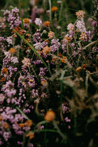 Close-up of purple flowering plants on field