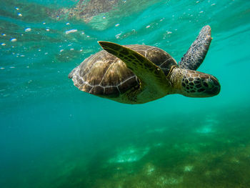 Side view of a turtle underwater