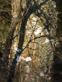 Close-up of tree trunk in forest