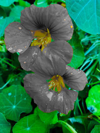 Close-up of wet flower blooming outdoors