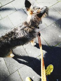 High angle view of dog on street