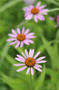 High angle view of pink flowering plant