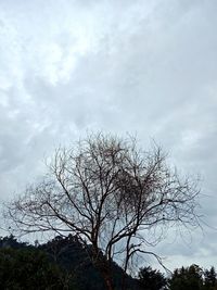 Low angle view of silhouette bare tree against sky