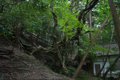 Trees in forest