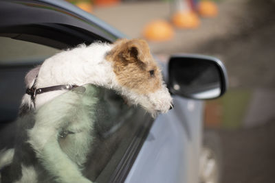 Close-up of dog in car